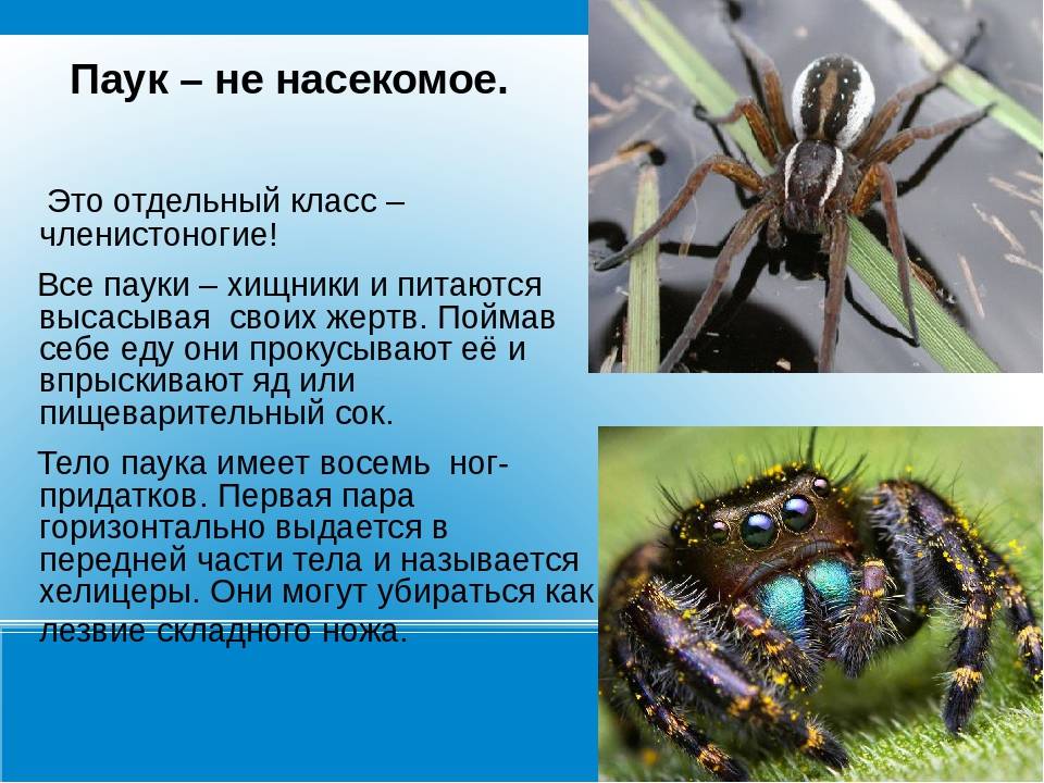Тип паукообразные - общая характеристика, описание и виды представителей. кровеносная система паукообразных — характеристика и особенности строения