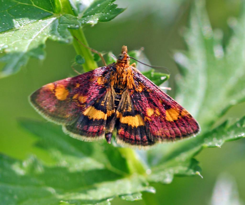 Бабочка – самое красивое насекомое в мире