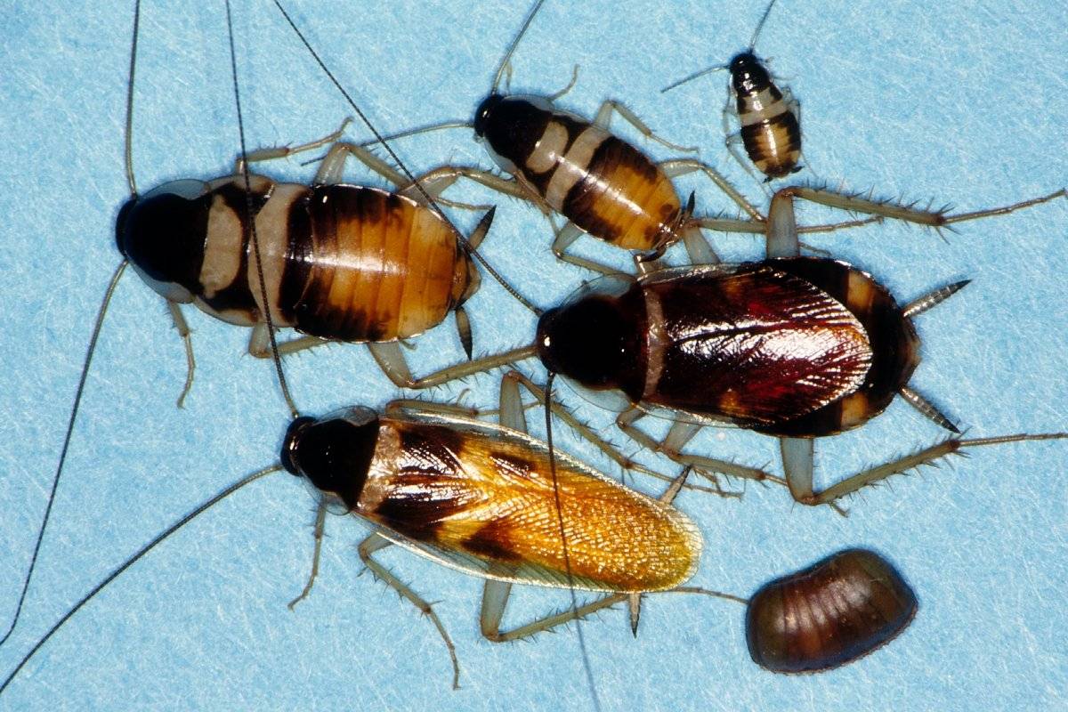 Какие бывают тараканы в квартире фото и названия