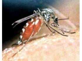 Опасные насекомые: берегись комара и москита! | давайте мечтать вместе!