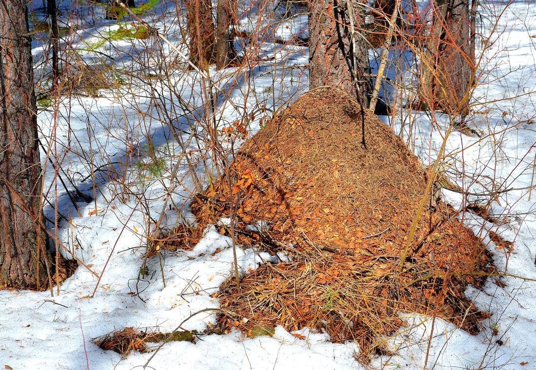 Где и как зимуют муравьи?