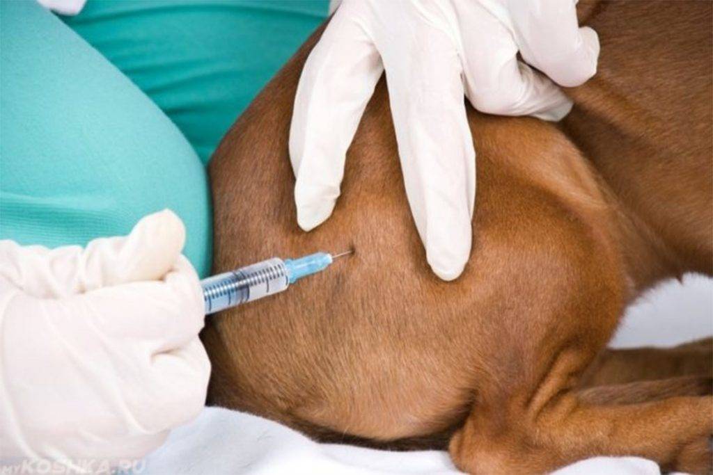 Уколы для собак после укуса клеща: виды препаратов, назначение, дозировка