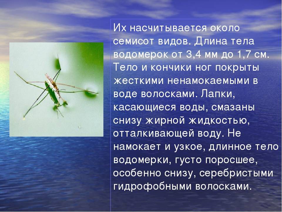 Насекомые кратким содержанием. Сообщение о клопе водомерке. Водомерка насекомое краткое описание. Клоп Водомерка сообщение 4 класс. Водомерка описание краткое.