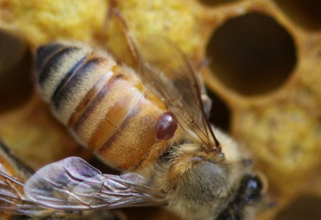 Варроатоз пчел: лечение народными средствами, профилактика