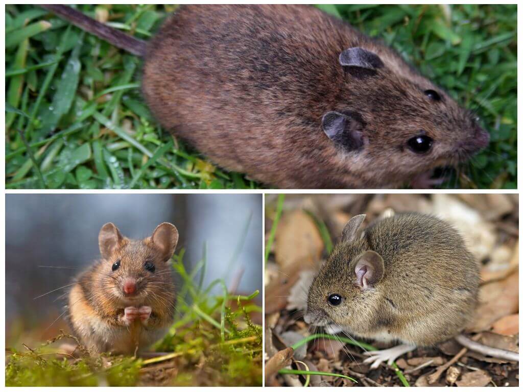 Земляные крысы - борьба с земляными крысами на участке и огороде