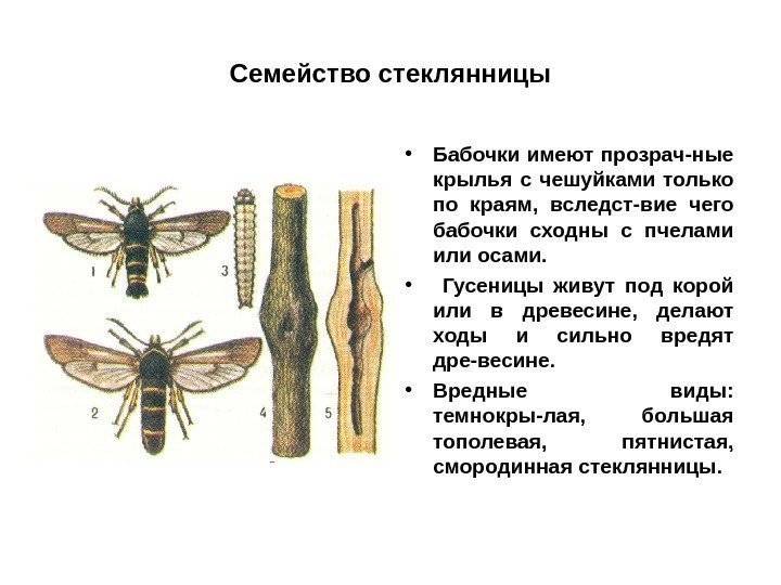 Пилильщик жук. образ жизни и среда обитания жука пилильщика | животный мир