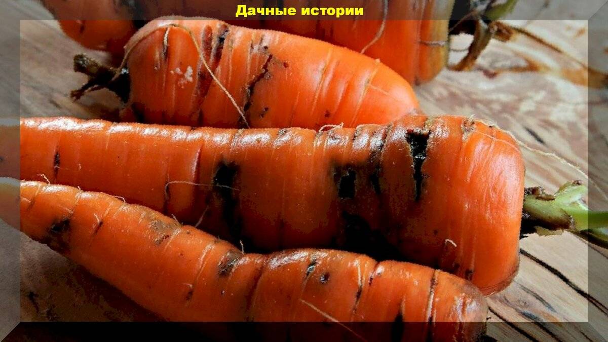 Болезни моркови   и эффективные методы борьбы