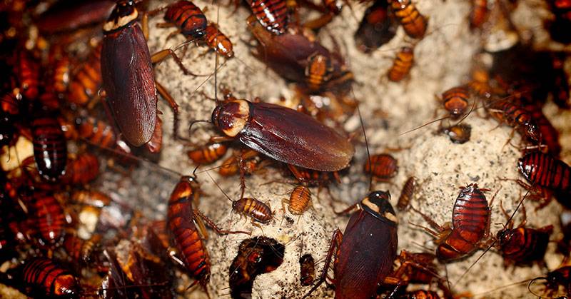 Американский таракан - где живет, что ест, чем опасен