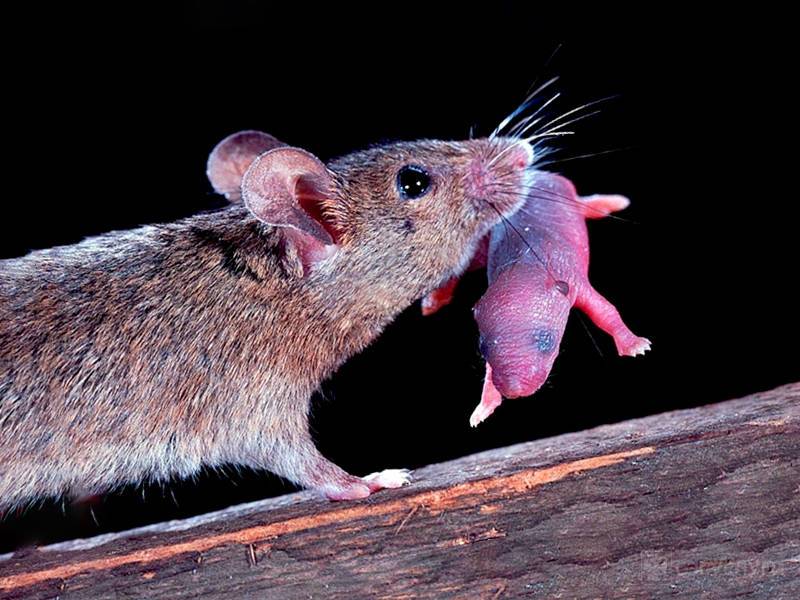 Как плодятся мыши: как рождаются, как часто размножаются, сколько мышей за один раз?