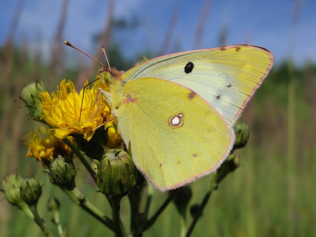Бабочка желтушка луговая: фото и описание образа жизни