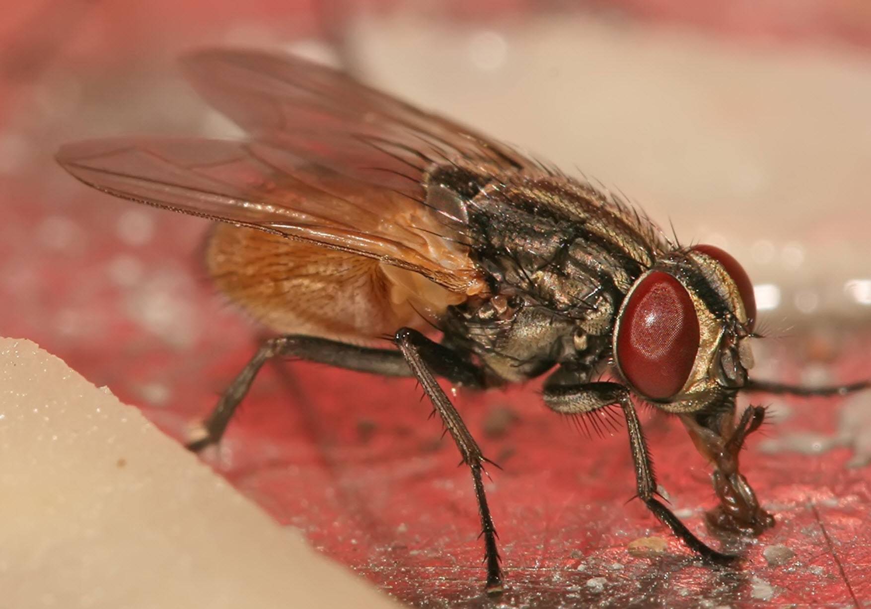 Почему кусаются мухи и можно ли защитить от них своего питомца! описание и фото укусов мух.