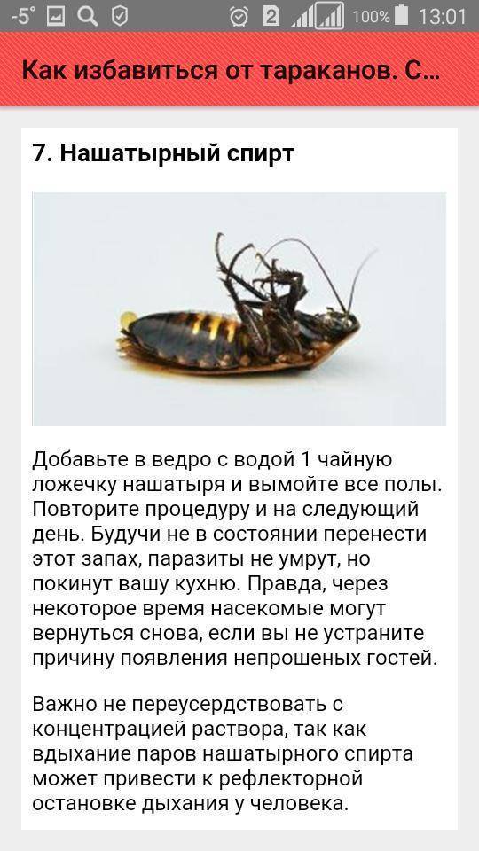 Народные средства избавления от тараканов в квартире