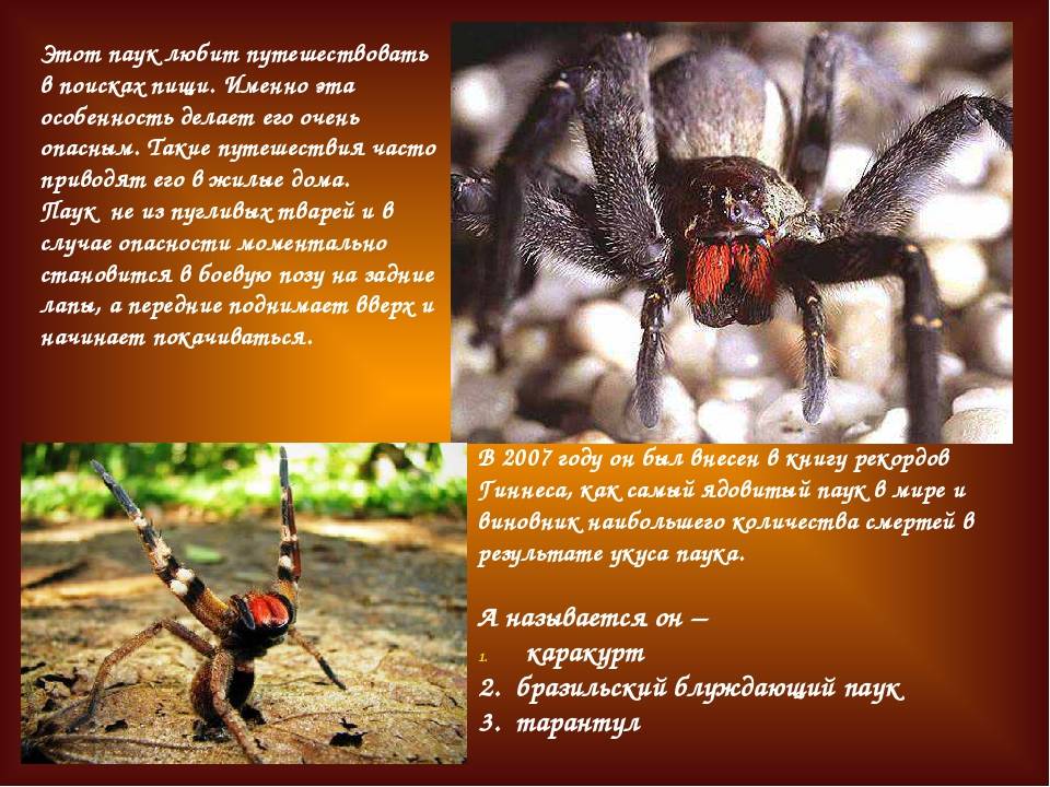 Чем опасен самый ядовитый паук в мире?