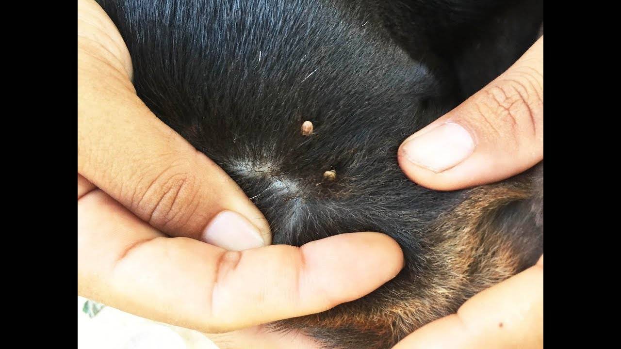 Как вытащить клеща у собаки в домашних условиях, что делать, если голова насекомого осталась в теле?