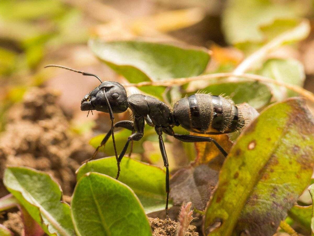 Как избавиться от черных садовых муравьев?