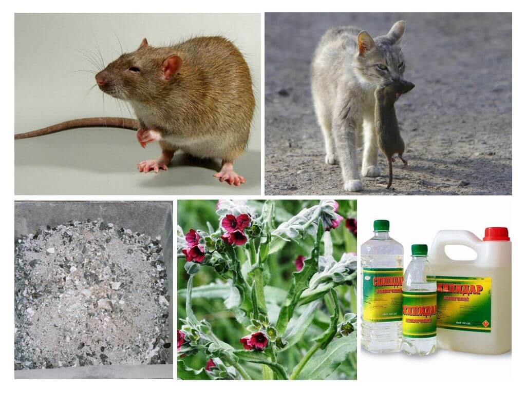 Как избавиться от мышей на даче навсегда: эффективные способы борьбы с грызунами на участке и в огороде