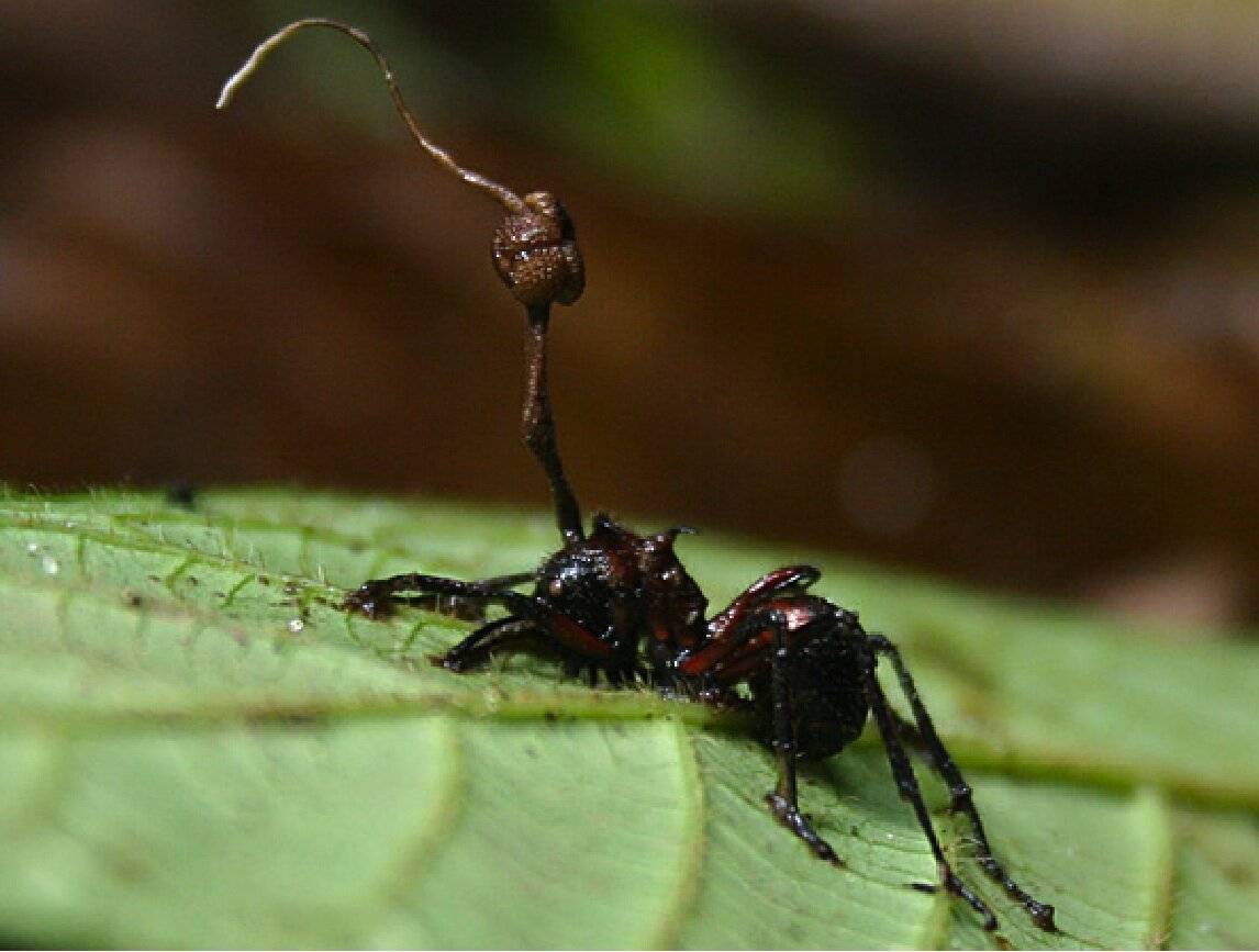 Как грибы-паразиты превращают муравьев в зомби? - novator.io