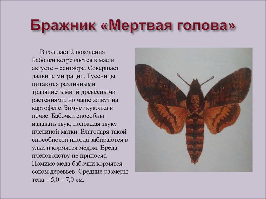 Все, что стоит знать о бабочке Мертвая голова