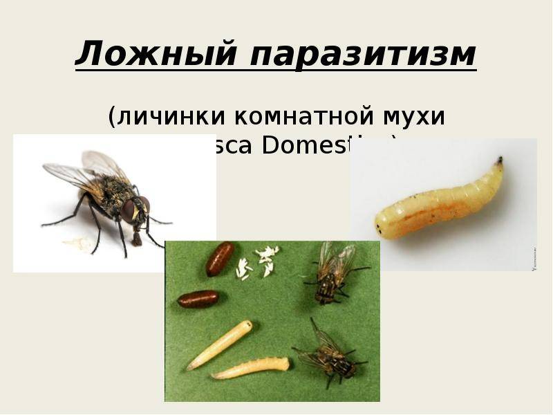 Разновидности мух с фото и описанием