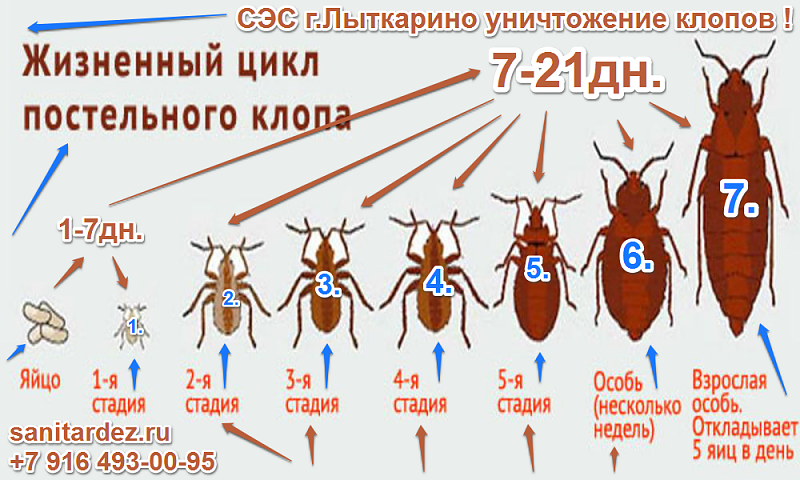 Все о размножении постельных клопов