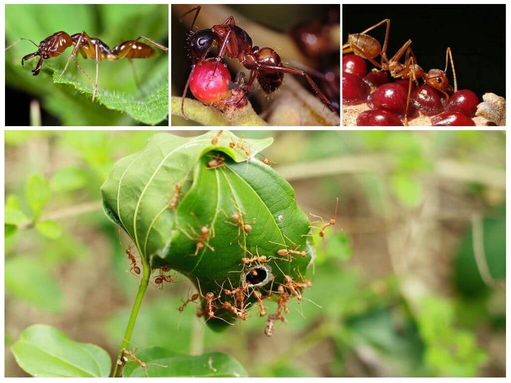 Чем питаются муравьи, едят ли муравьи муравьев