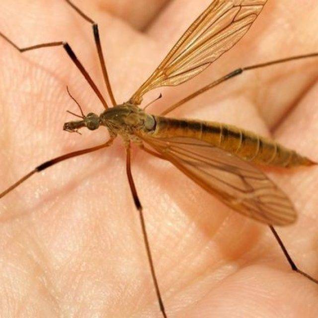 Малярийный комар — переносчик малярии