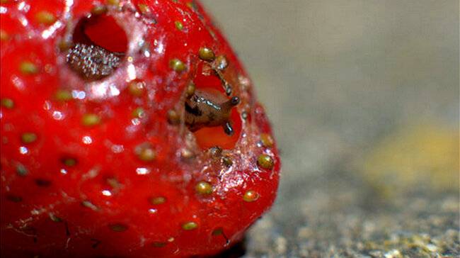 Что делать, если муравьи едят клубнику, как с ними бороться