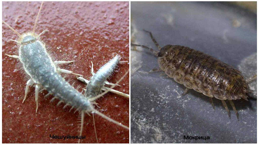 Средства борьбы с насекомыми: как избавиться от мокриц в квартире самостоятельно?