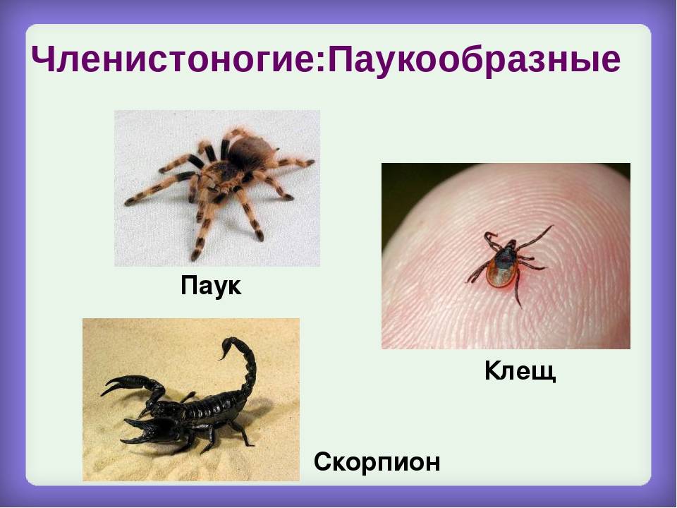 Паук – это насекомое или животное