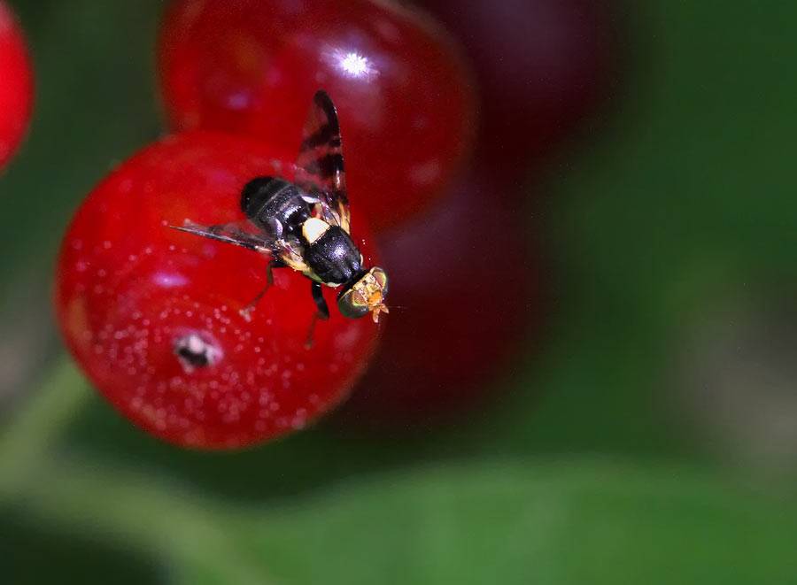 Как обнаружить и обезвредить вишневую муху