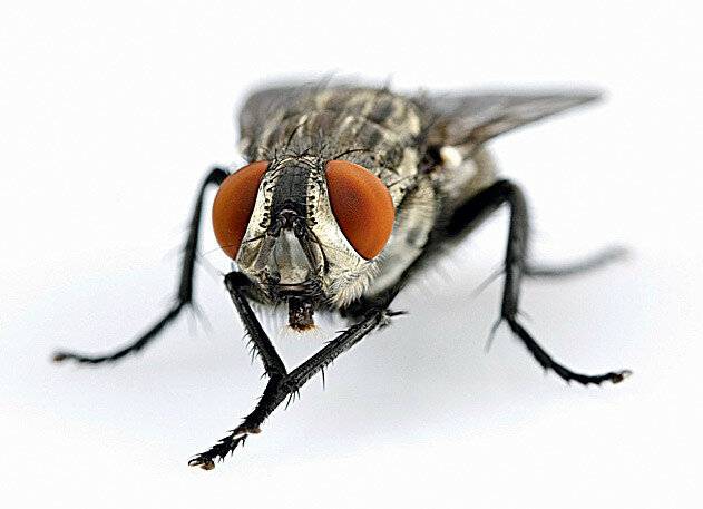 Почему мухи трут свои лапки. зачем муха потирает лапки? почему мухи потирают лапкой о лапку