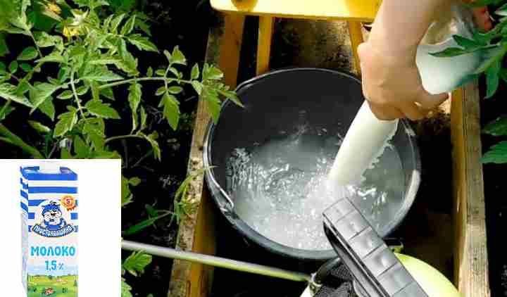 Применение соды в саду и огороде для опрыскивания и обработки растений