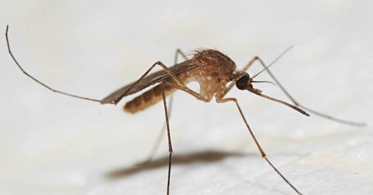 Как извлечь комара из уха?