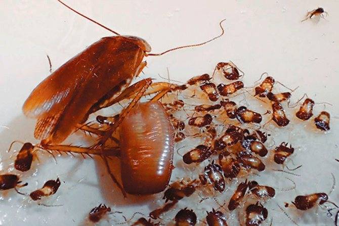 Средства от рыжих тараканов в квартире