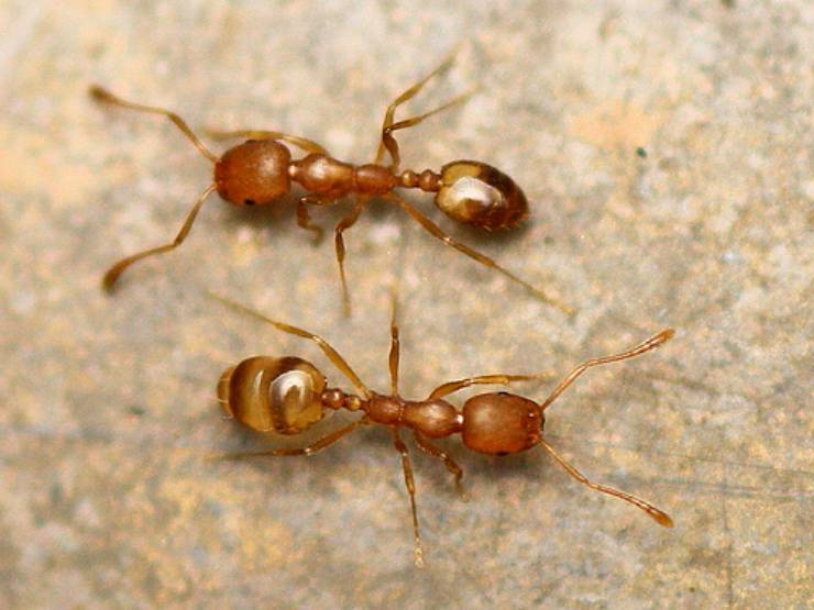 Фараоновы муравьи в квартире: как избавиться, лучшие средства