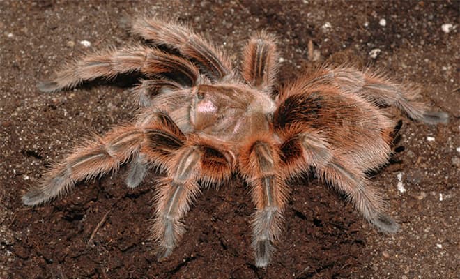 Самый опасный паук. виды ядовитых пауков. бразильский странствующий паук. красноспинный паук. черная вдова