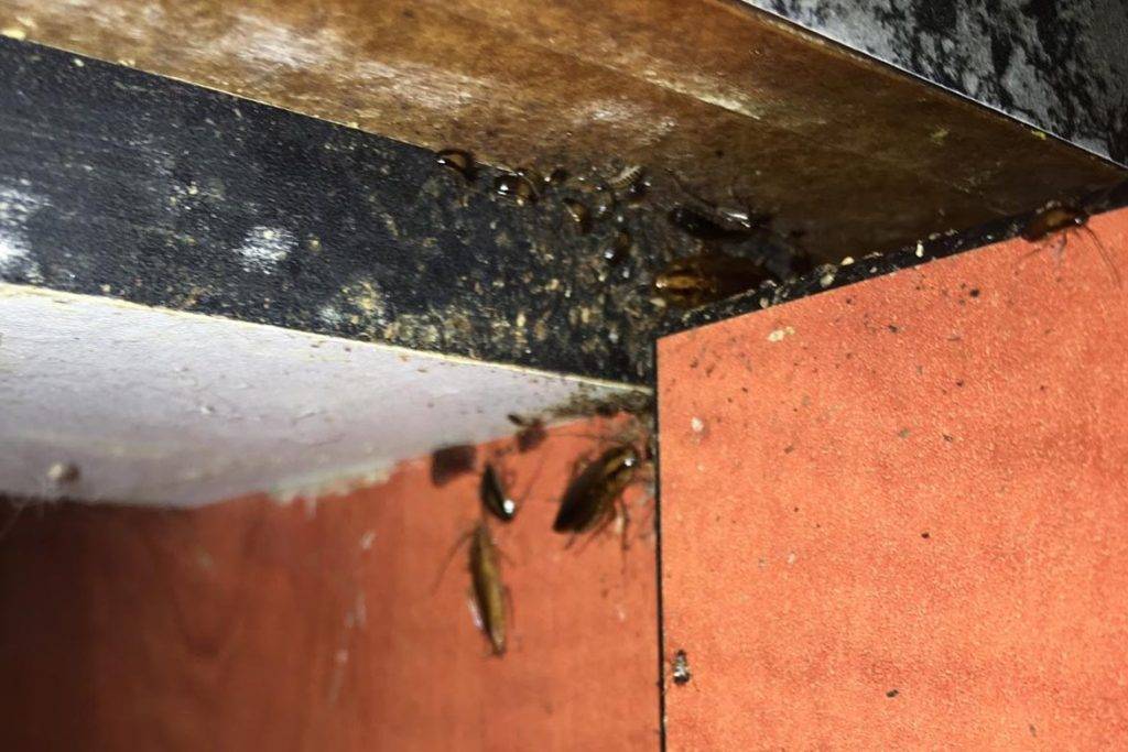 Гнезда тараканов в квартире фото