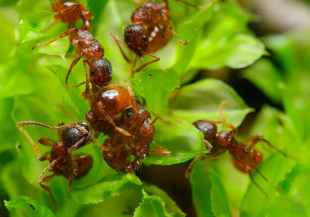 Как избавиться от черных муравьев в доме: все способы и их характеристика