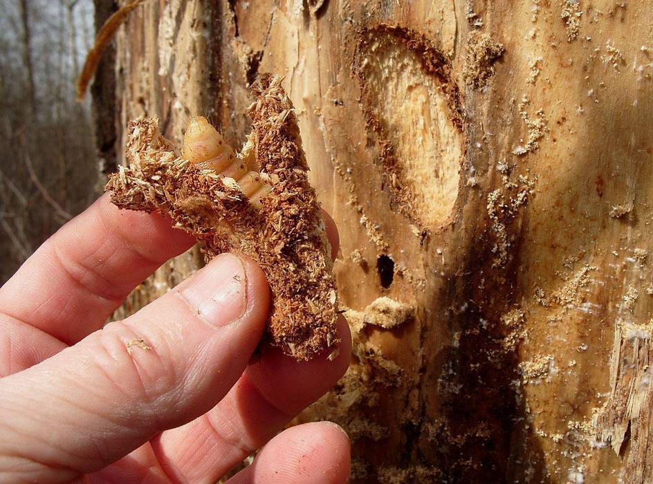 Садовый вредитель шашель – прожорливый губитель древесины