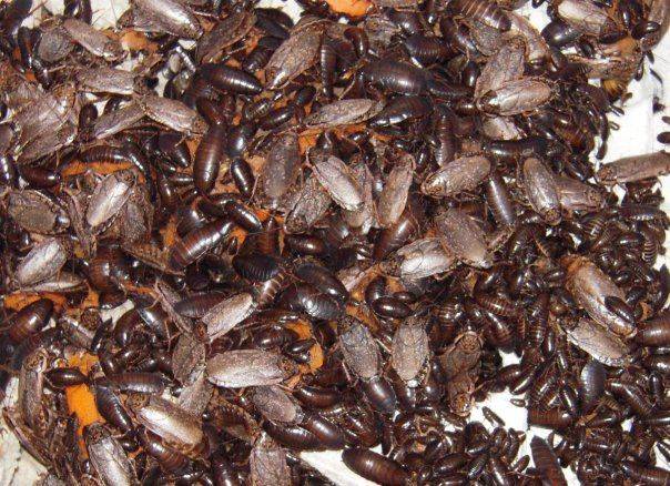Мраморные тараканы питательный корм для экзотического питомца