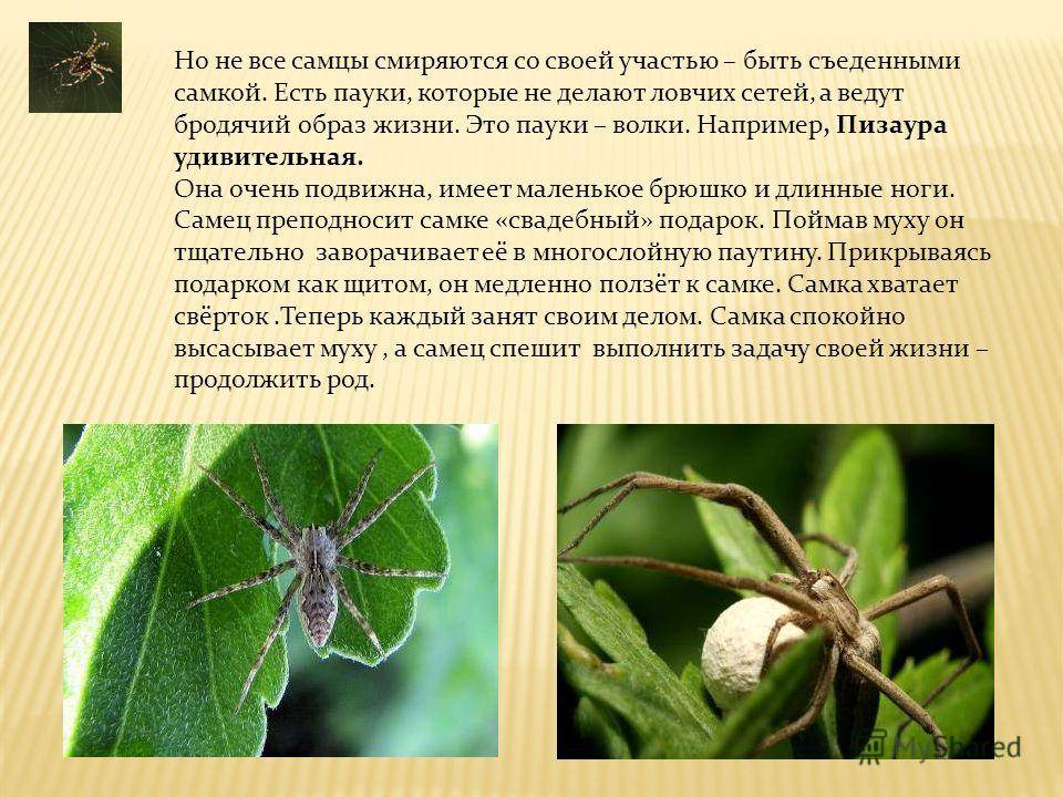 Адаптация паукообразных. Паук который съедает самца. Физиологические адаптации паука. Адаптация пауков. Пизаура удивительная зелёного цвета.