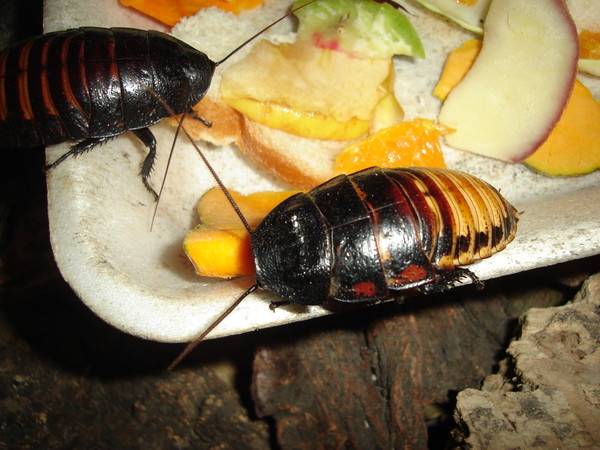 Мексиканский таракан – летающий гигант из тропиков