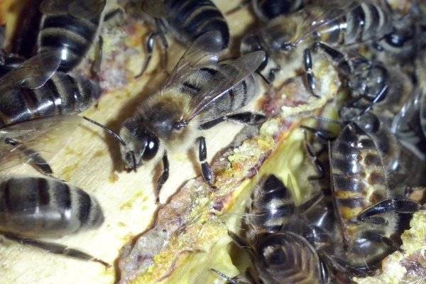 Разновидности и породы пчёл