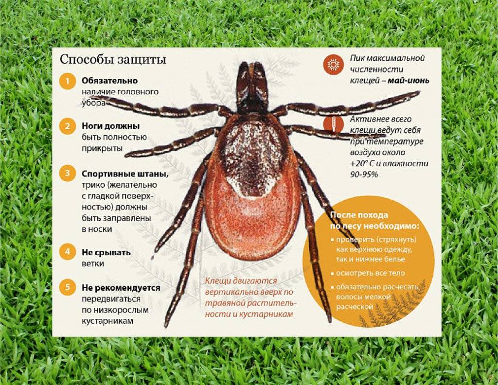 Защита от клещевого энцефалита картинки