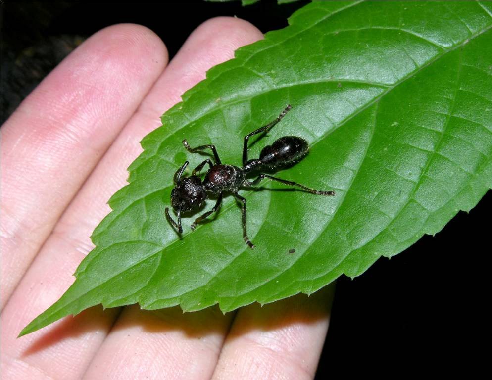 10 интересных фактов о муравьях – маленьких, но очень сильных насекомых
