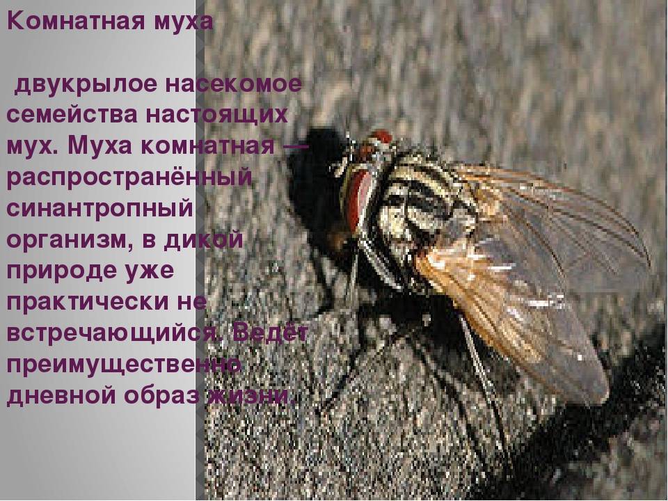 Комнатная муха полное или. Комнатная Муха. Муха (насекомое). Комнатная Муха строение. Комнатная Муха образ жизни.