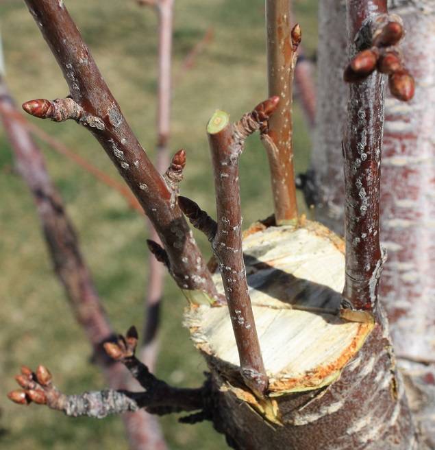 Муравьи на яблоне и груше: что делать и как от них избавиться