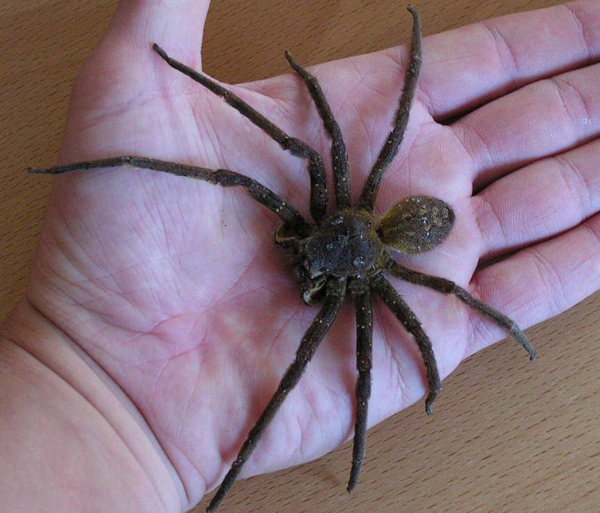 10 самых страшных пауков в мире: их внешний вид испугает любого