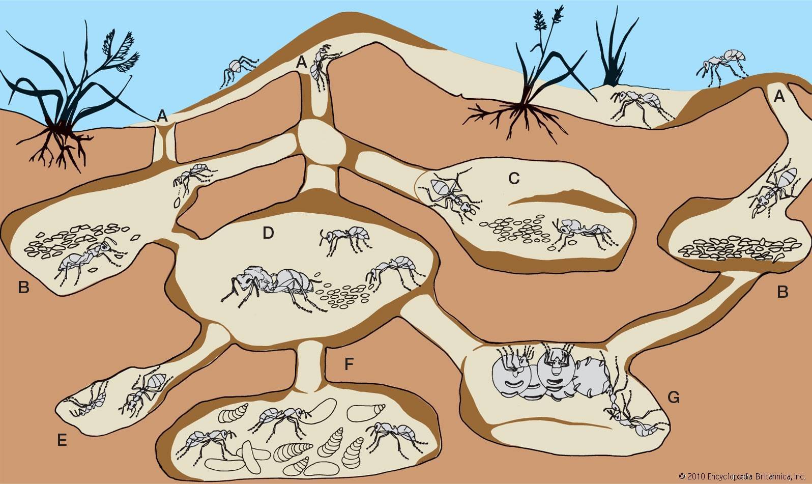 Как готовятся к зиме муравьи и где они зимуют? подготовка муравьев к зиме