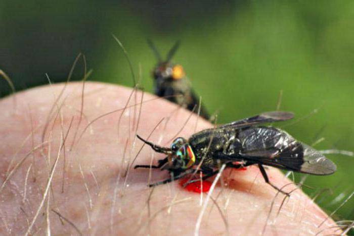 Овод: как отпугивать насекомое и что делать при укусе